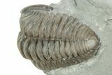 Partially Enrolled Flexicalymene Trilobite - Ohio #211570-1